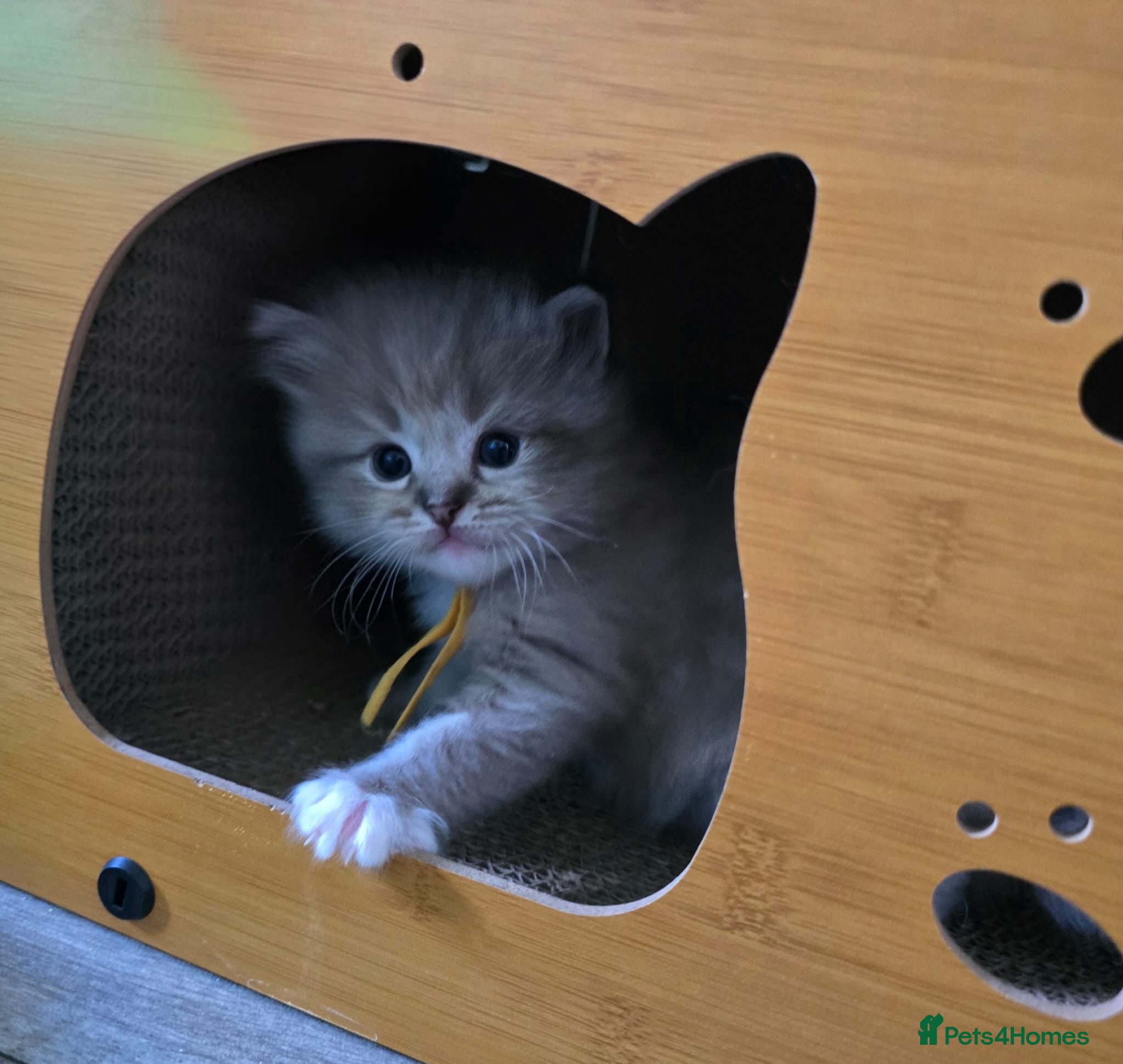 Ragdoll cats Registered Ragdoll Kittens for Sale - Advert 9