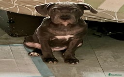Mixed Breed dogs for sale: Beautiful blue staffy cross - Advert 2