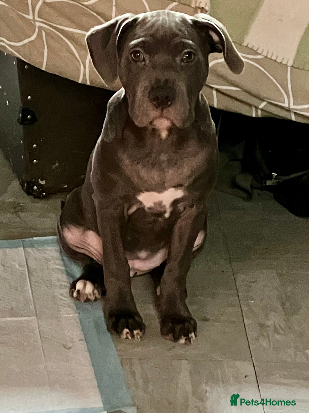 Mixed Breed dogs for sale: Beautiful blue staffy cross - Advert 2