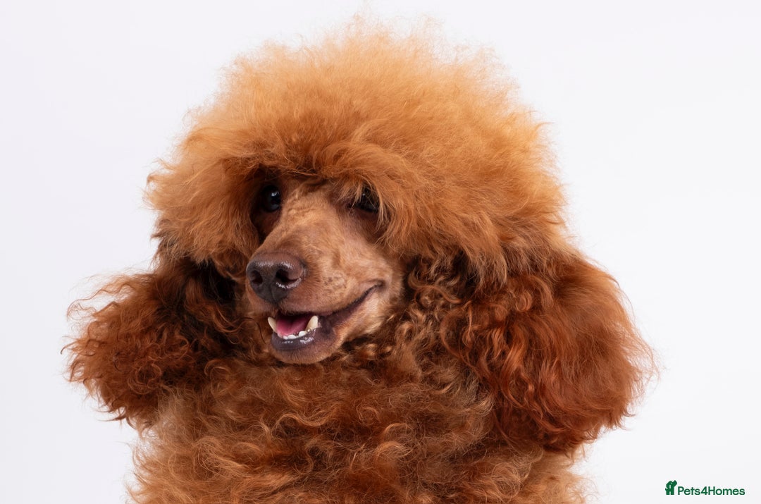 Poodle dogs for stud: KC REG DEEP FOX RED HEALTH TESTED POODLE STUD in Hoddesdon - Image 5
