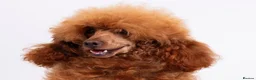 Poodle dogs for stud: KC REG DEEP FOX RED HEALTH TESTED POODLE STUD in Hoddesdon - Advert 5