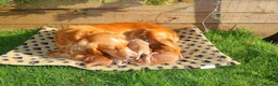 Cocker Spaniel dogs for sale: Beautiful Cocker spaniel puppies (working) - Advert 9
