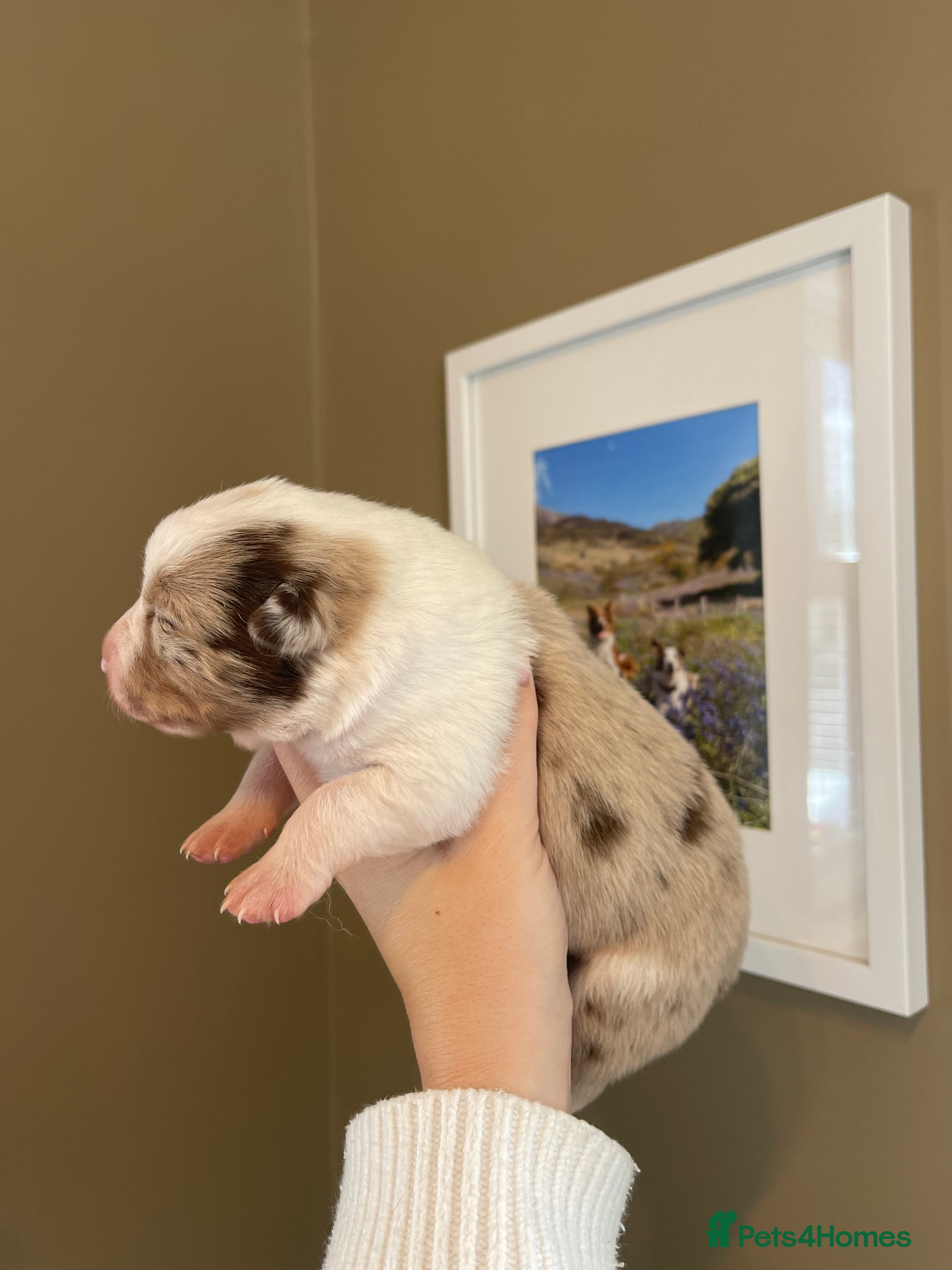 Border Collie dogs 🐾OUTSTANDING *UNIQUE* BORDER COLLIE PUPPIES🐾 - Advert 2
