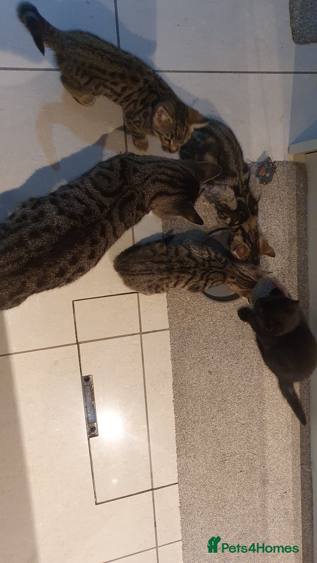 Mixed Breed cats for sale: Four kittens in search of their forever homes - Image 16