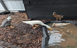 Ducks poultry for sale: Indian runner ducks  - Image 1