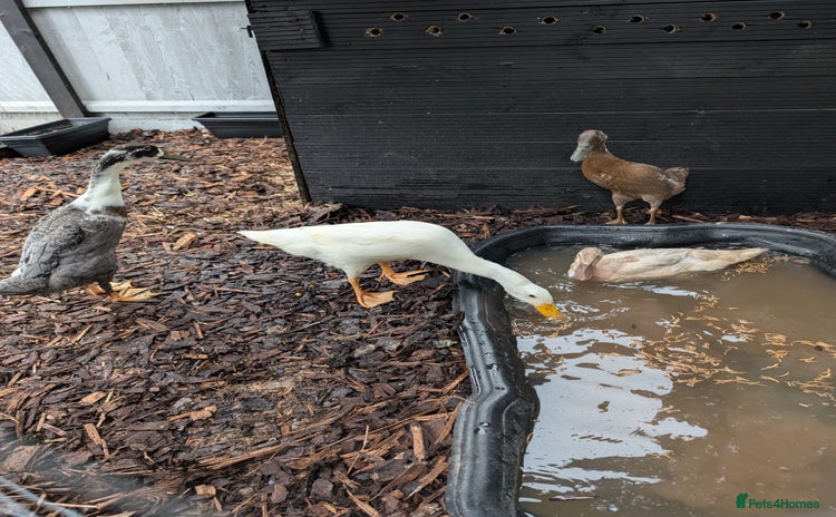 Ducks poultry - Advert 1
