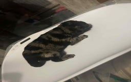 Chow Chow dogs for sale: Rare Chow chow puppies - Image 22