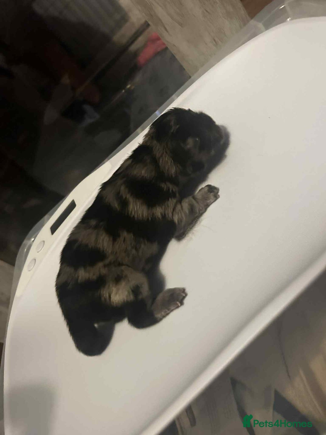 Chow Chow dogs for sale: Rare Chow chow puppies - Image 22