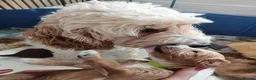 Cockapoo dogs for sale: F1B fully DNA checked Cockerpoo puppies .  - Advert 2