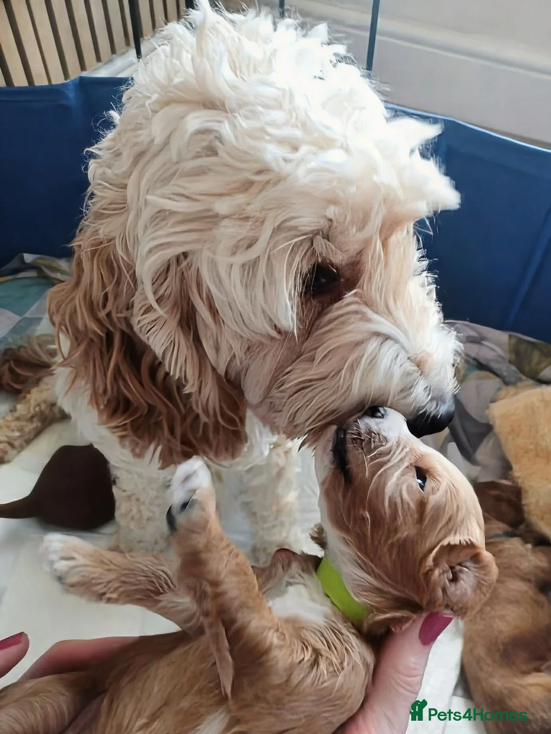 Cockapoo dogs for sale: F1B fully DNA checked Cockerpoo puppies .  - Advert 2