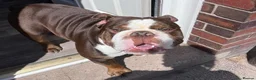 English Bulldog dogs for sale: Chocolate & White Bulldog & Blue Merle  - Advert 3