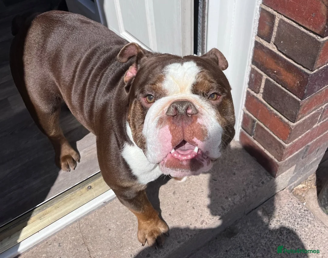 English Bulldog dogs for sale: Chocolate & White Bulldog Male - Advert 1