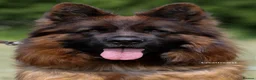 German Shepherd dogs for sale: Top Quality German shepherd long hair puppies  - Advert 8