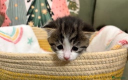 Siberian cats for sale: 4 Beautiful Siberian Cross Kitties 💗 - Advert 10