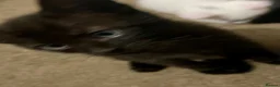 Mixed Breed cats for sale: White/black beautiful kittens - Advert 10