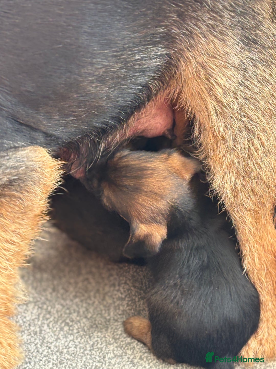 Border Terrier dogs for sale: Stunning border terrier puppy’s  - Image 5