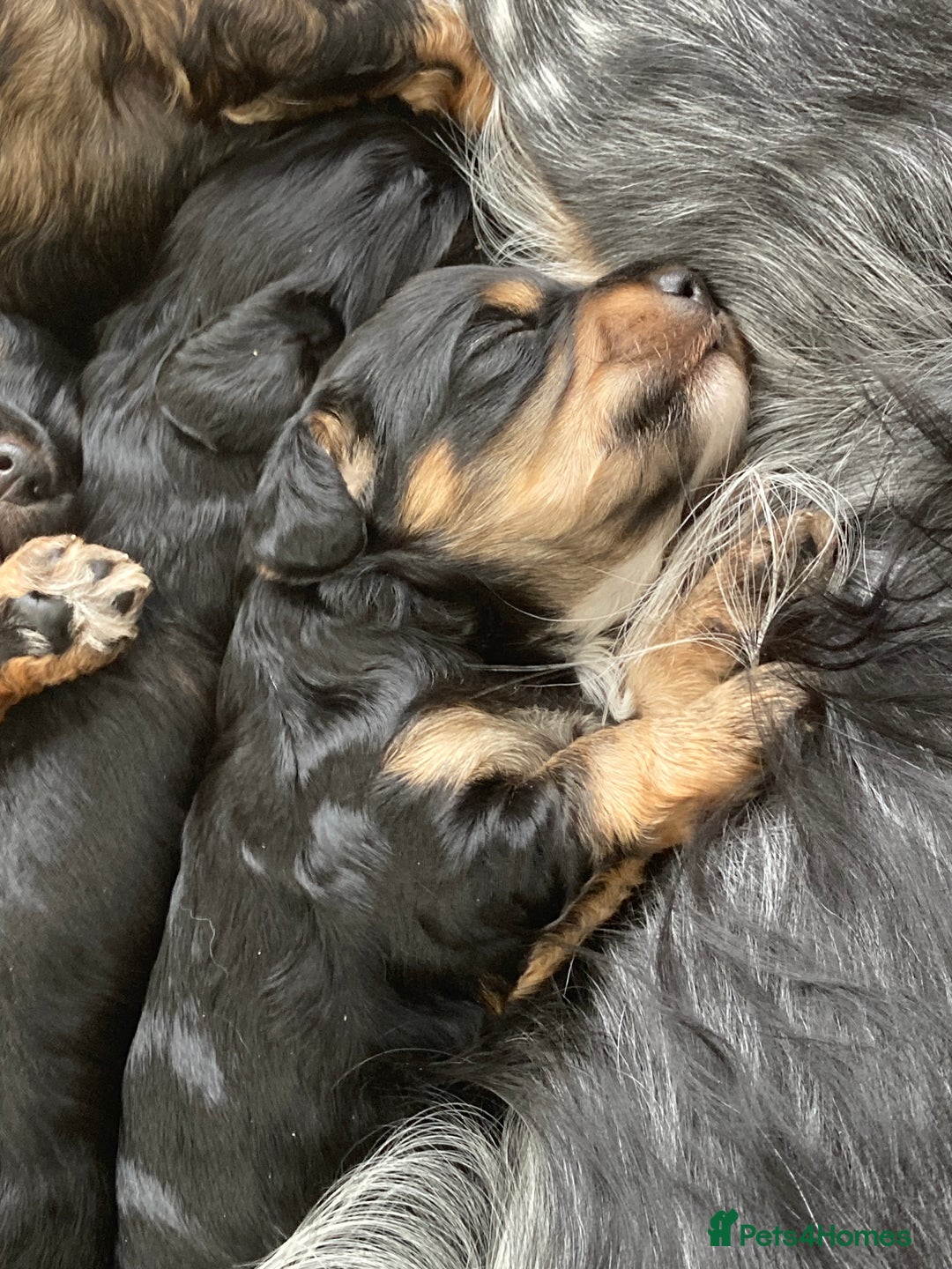 Cockapoo dogs for sale: Taking Genuine Enquired Phantom Female Cockapoo - Image 14