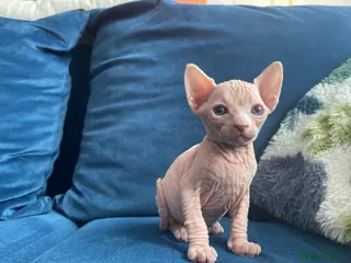 Sphynx cats Final reduced price !! Sphynx kittens - Advert 3