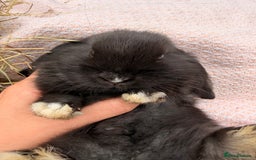 Mini Lop rabbits for sale: Pure mini lops, otters, grey, blue - Image 7