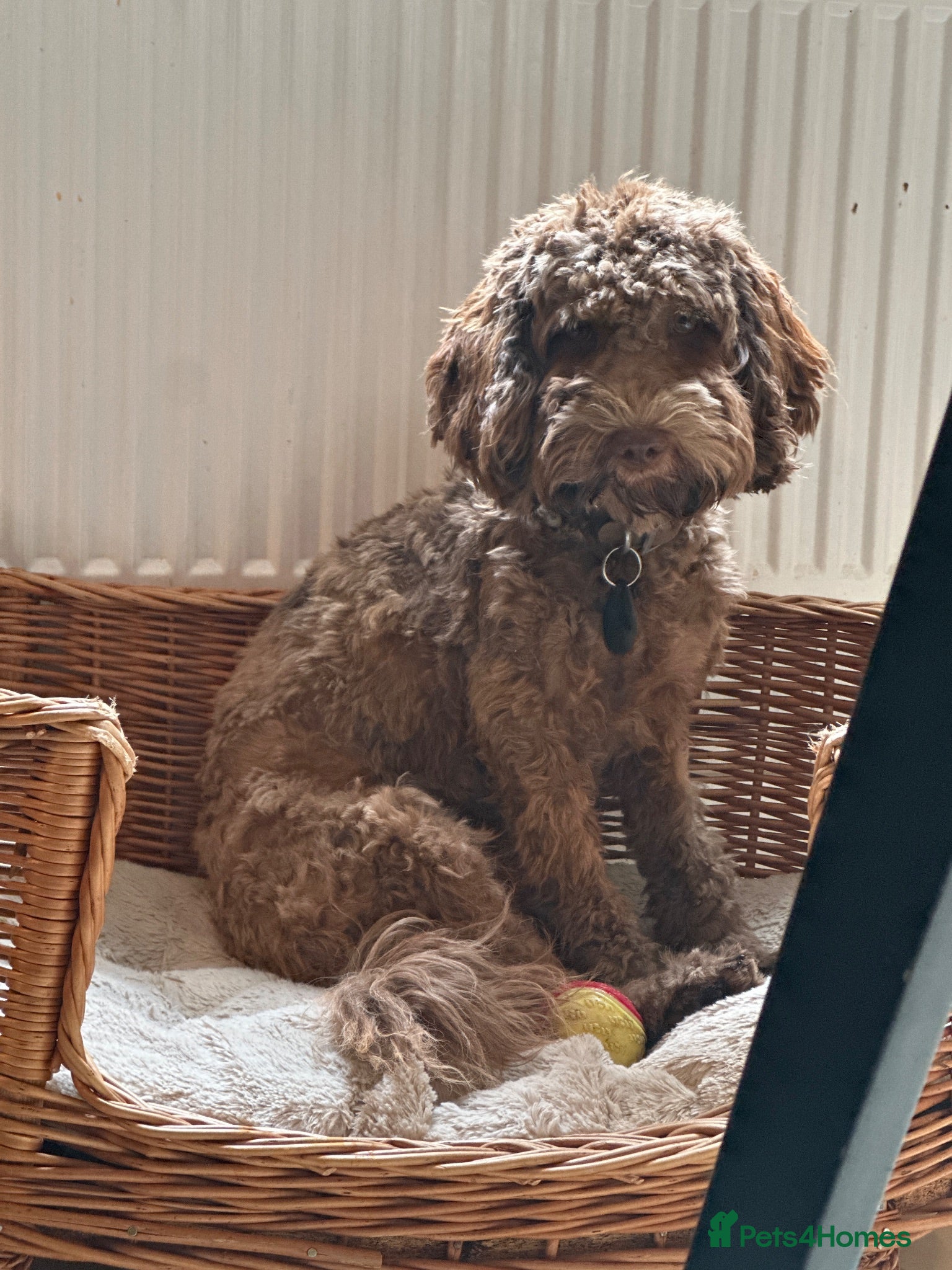 Cockapoo dogs Cockapoo girl for sale  - Advert 1