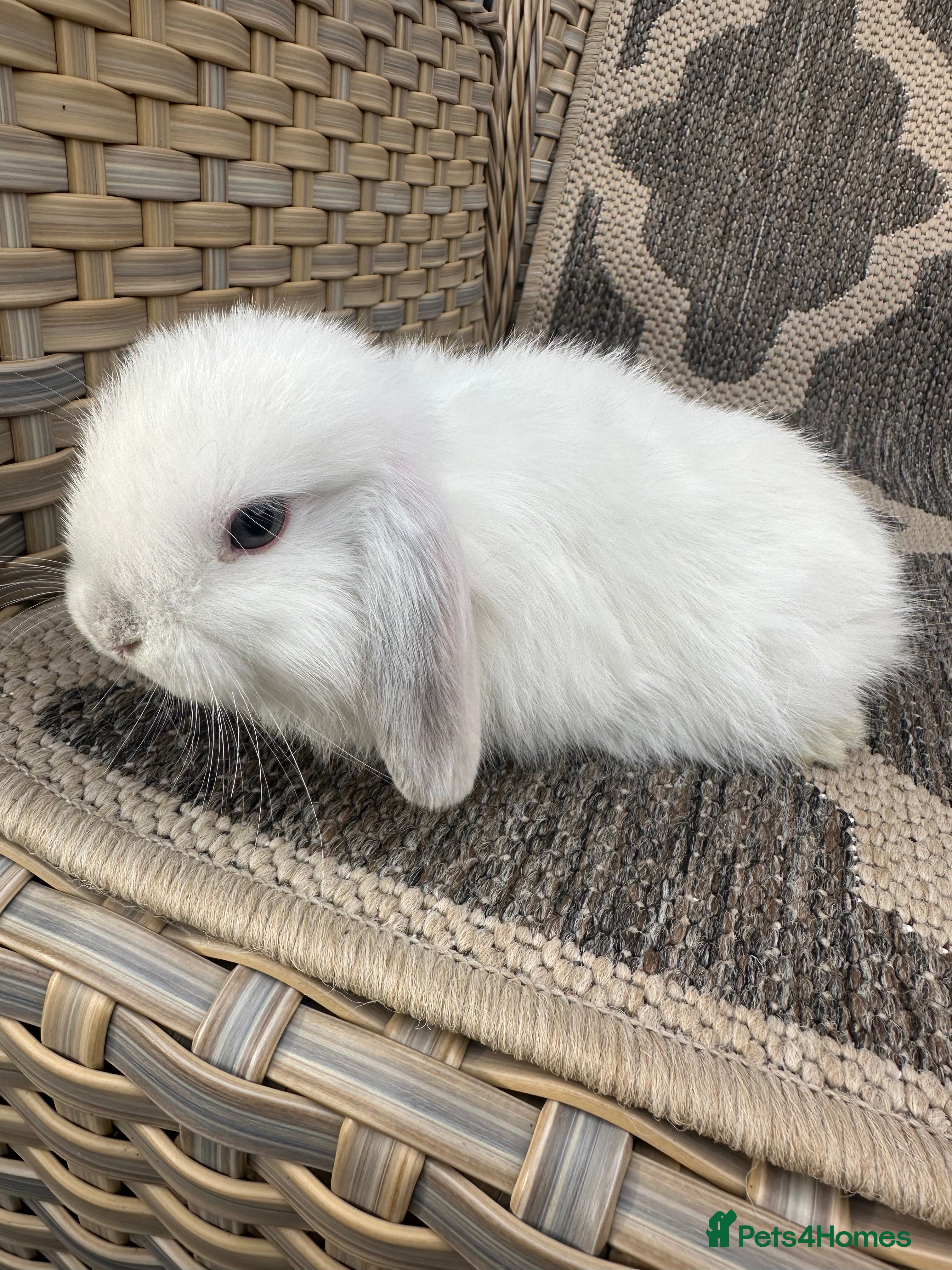 Mini Lop rabbits 1 left . Gorgeous mini lop bucks available . - Advert 10