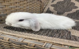 Mini Lop rabbits for sale: Gorgeous mini lop bucks available . - Image 17