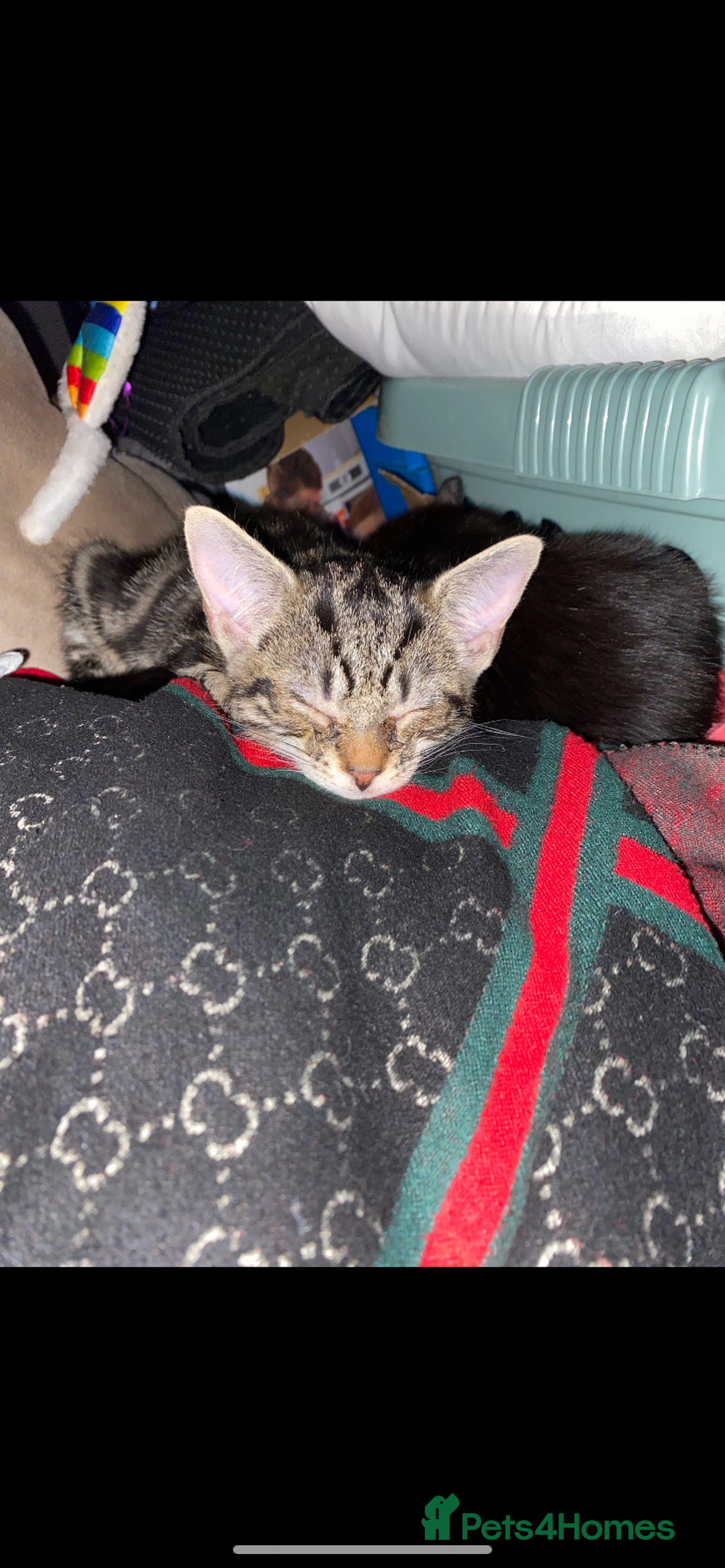 Mixed Breed cats for sale: Mixed breed kittens - Image 22