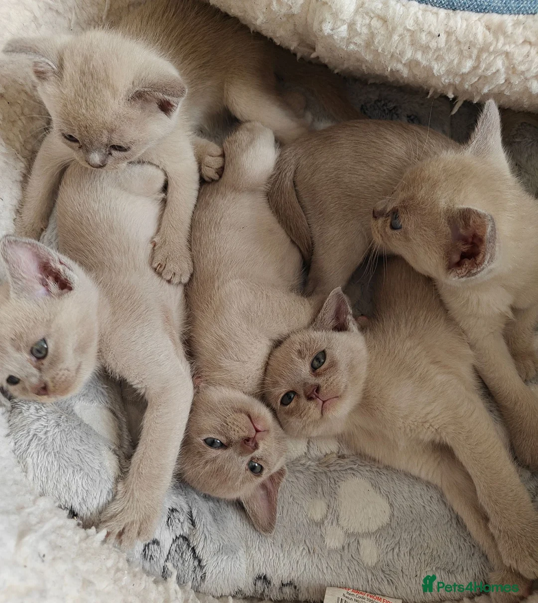 Burmese cats for sale: Reservations for a lilac burmese kittens - Advert 2