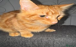 Mixed Breed cats for sale: Semi-longer hair calico  - Image 13