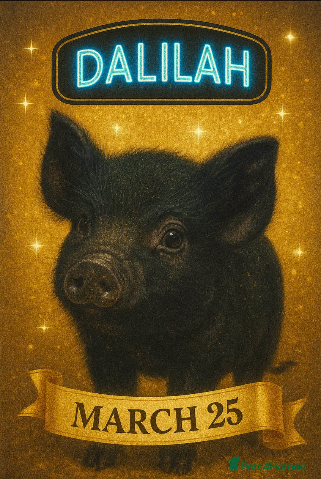 Pig livestock for sale: Micro pigs in Manchester - Image 2