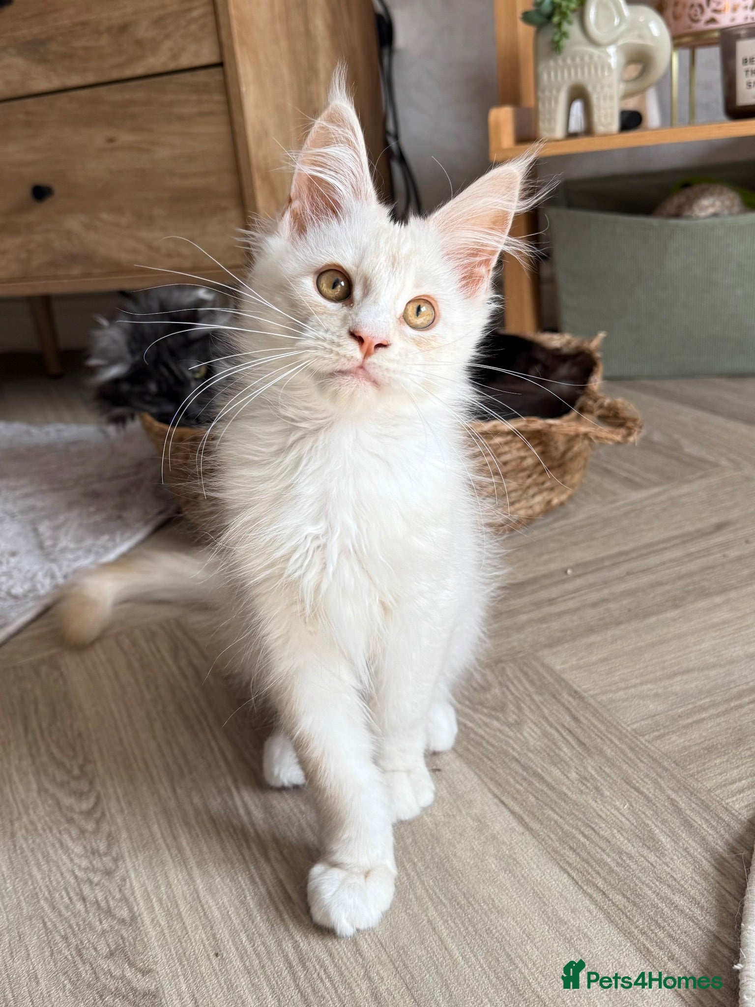 Maine Coon cats Maine coon kittens  - Advert 1