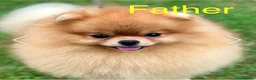 Pomeranian dogs for sale: Adorable, KC Registered Pomeranian Puppies in Colchester - Advert 39