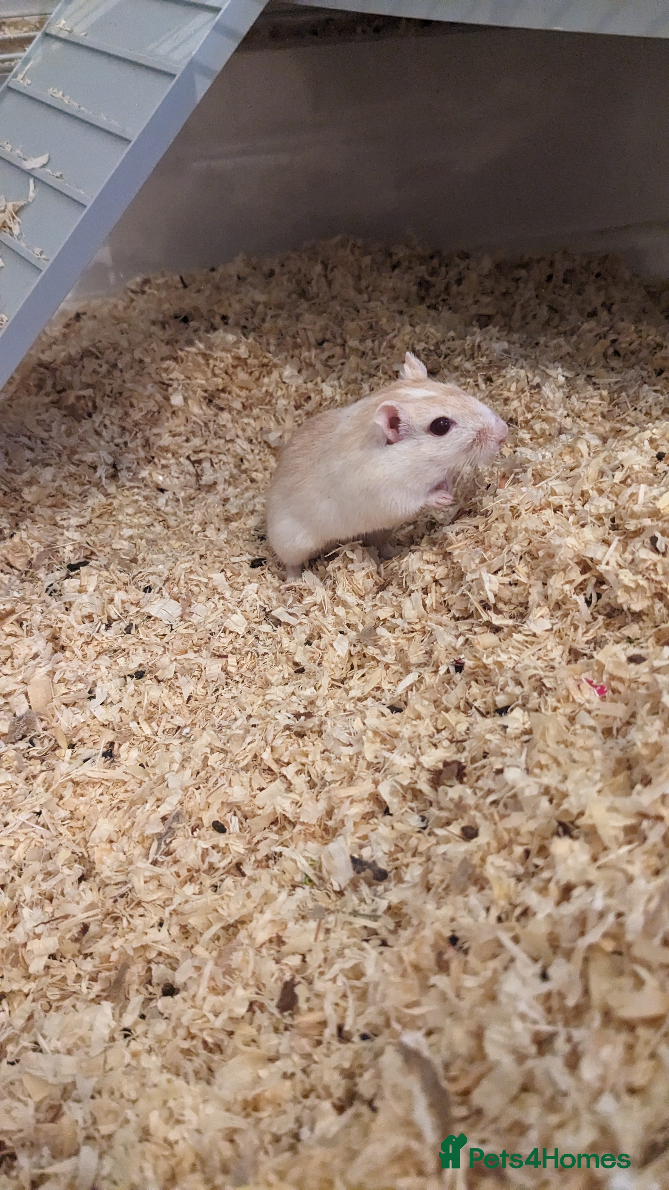 Gerbil rodents Girbills  - Advert 6