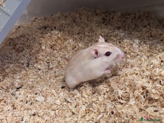 Gerbil rodents Girbills - Advert 1