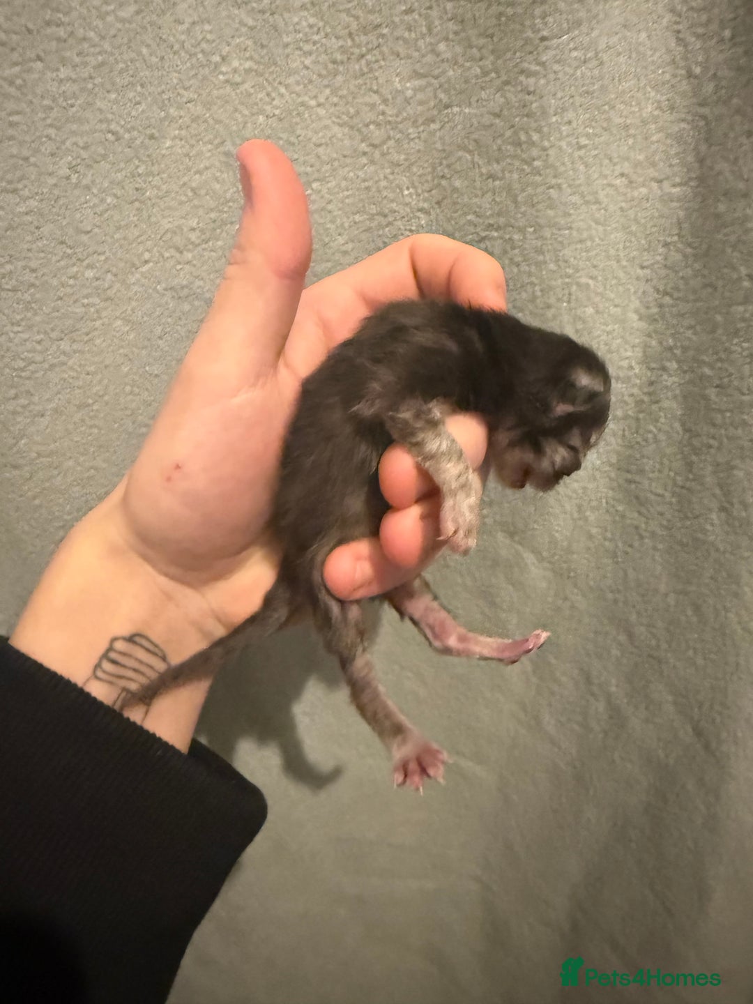 Mixed Breed cats for sale: Mainecoon cross kittens 3 boys remaingng  - Advert 8