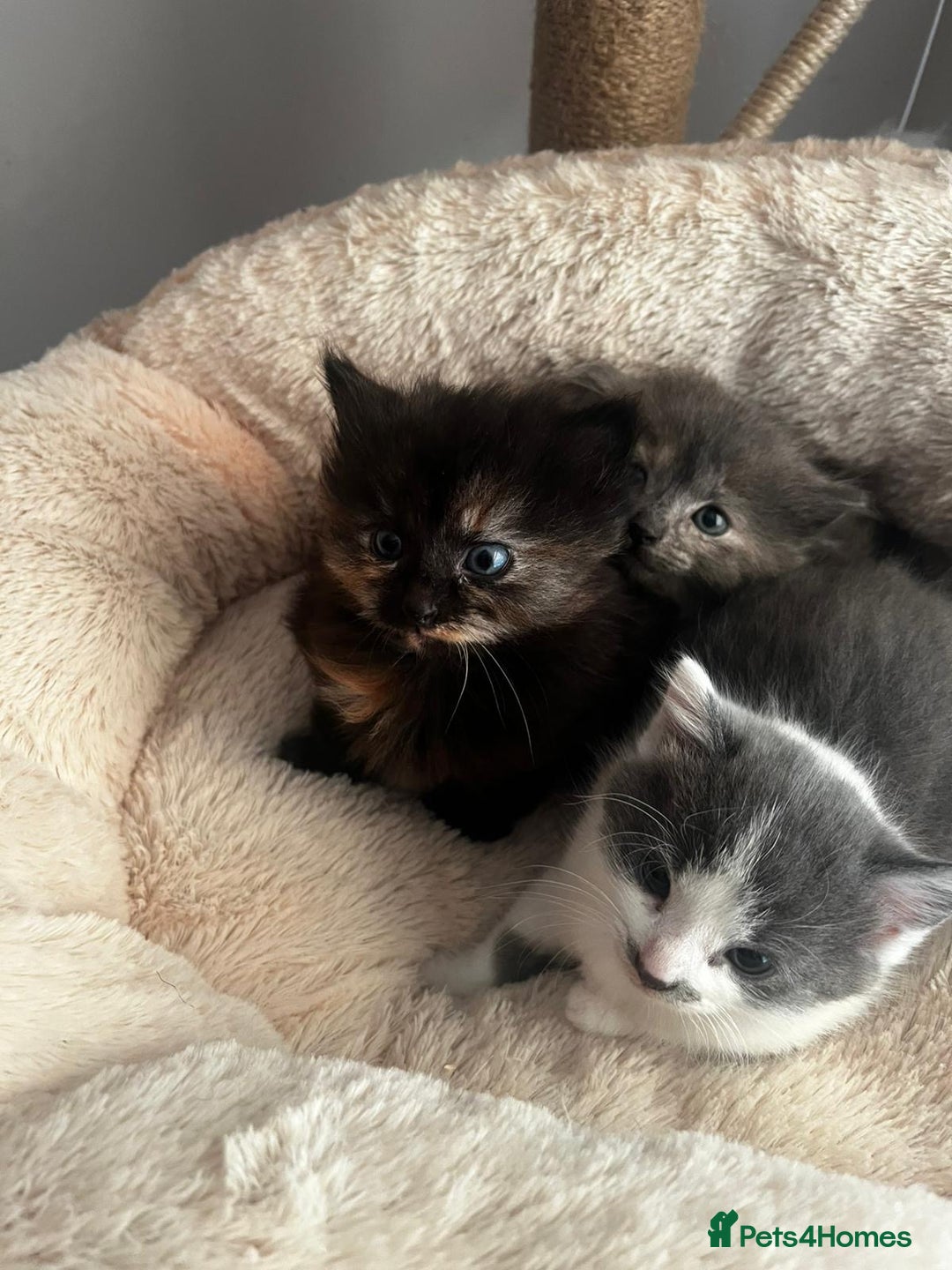 Mixed Breed cats for sale: 3 gorgeous kittens  - Image 5