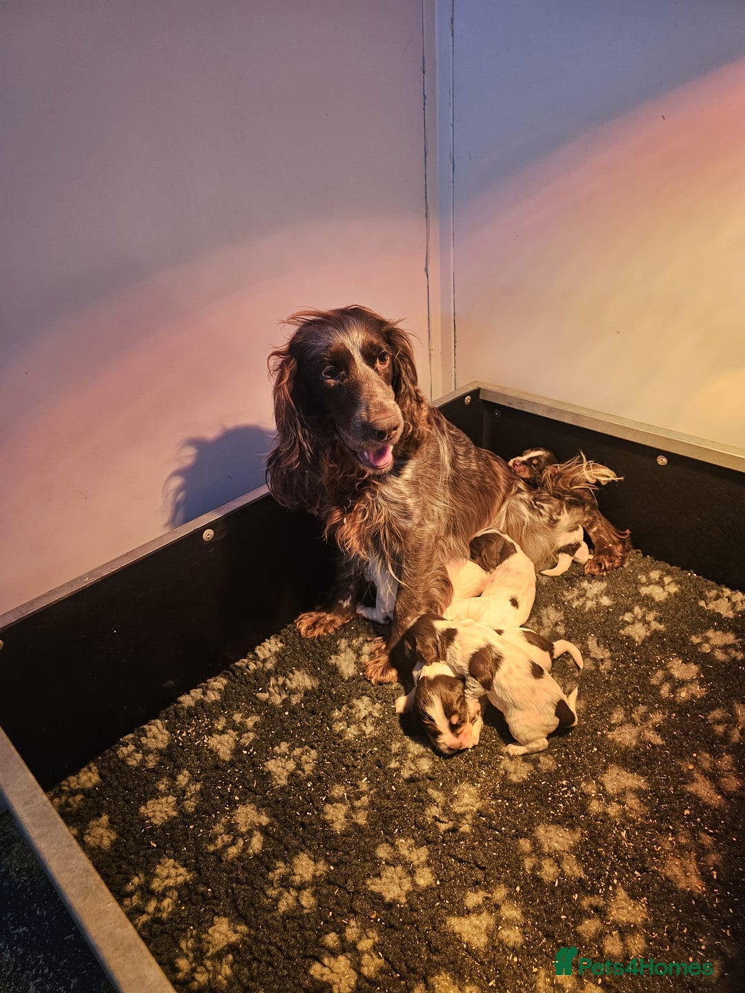 Cocker Spaniel dogs for sale: Stunning litter cocker spaniel puppies  - Advert 7