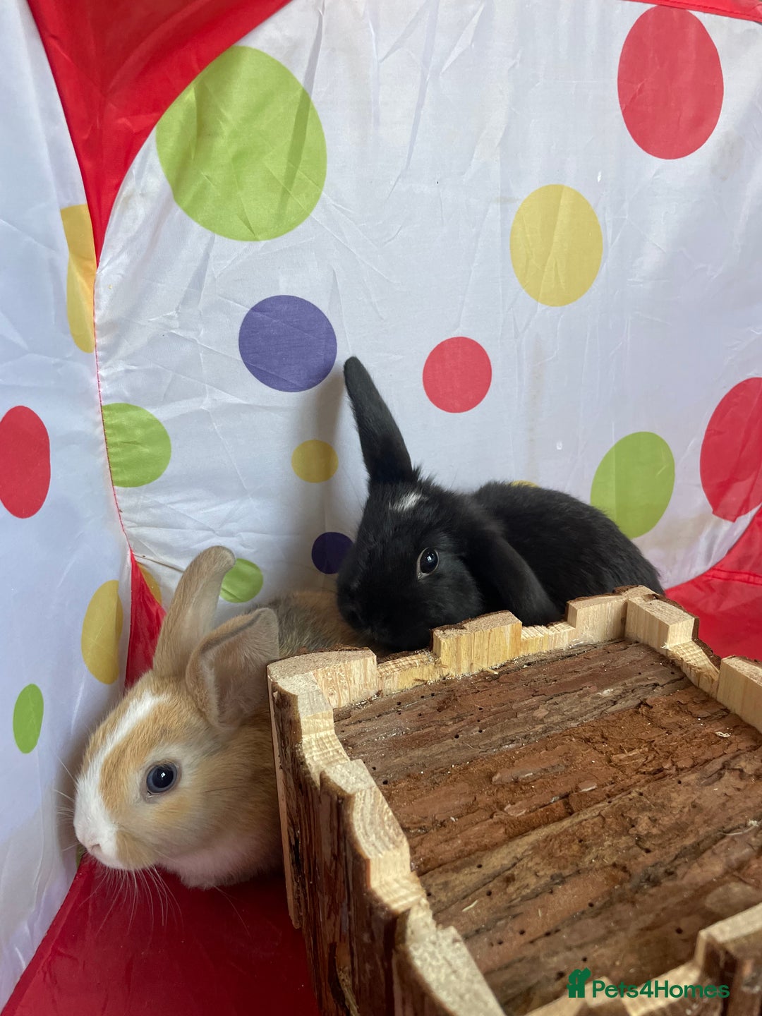 French Lop rabbits for sale: French lop mixed baby rabbits ready to go - Image 24