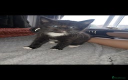 Mixed Breed cats for sale: Last female ready Wednesday - Image 20