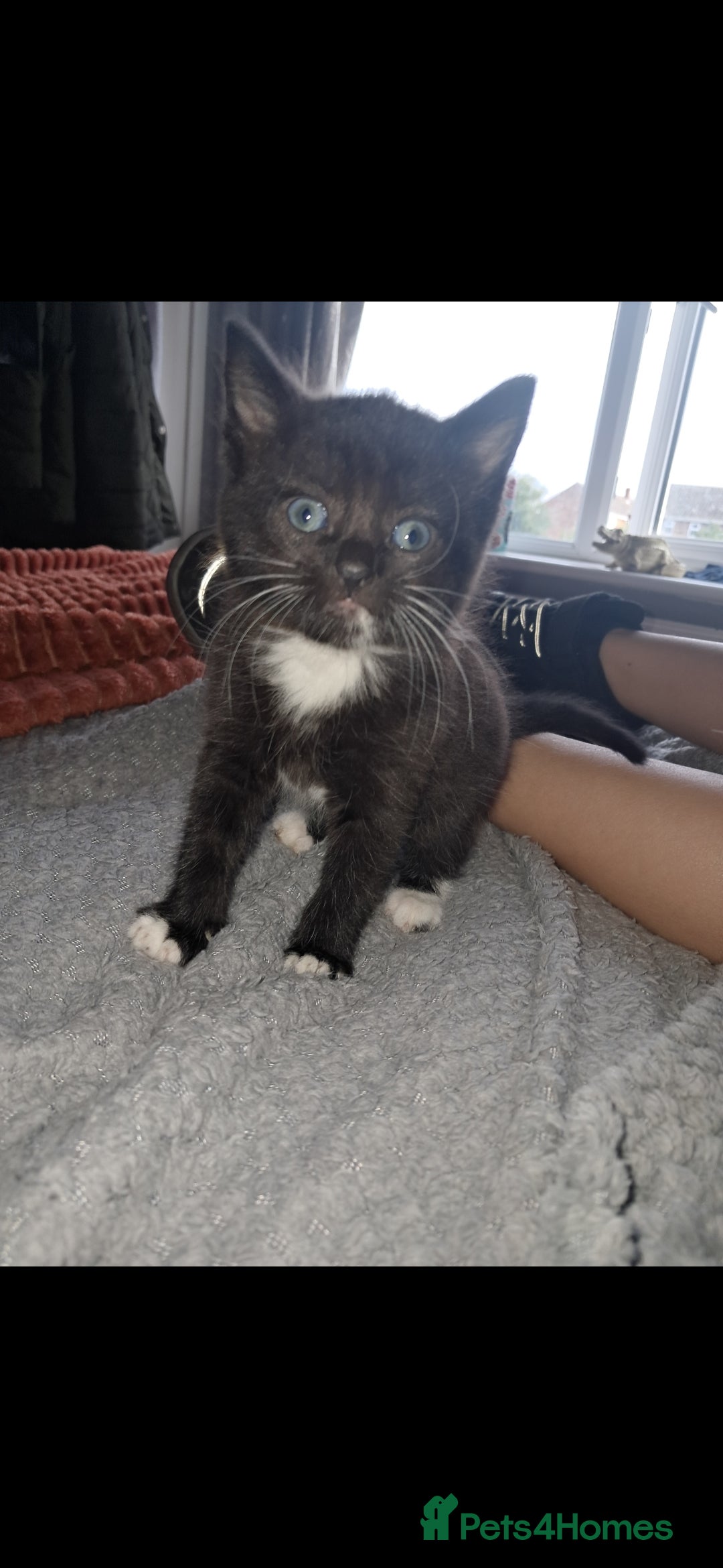 Mixed Breed cats for sale: Last female ready Wednesday - Image 20