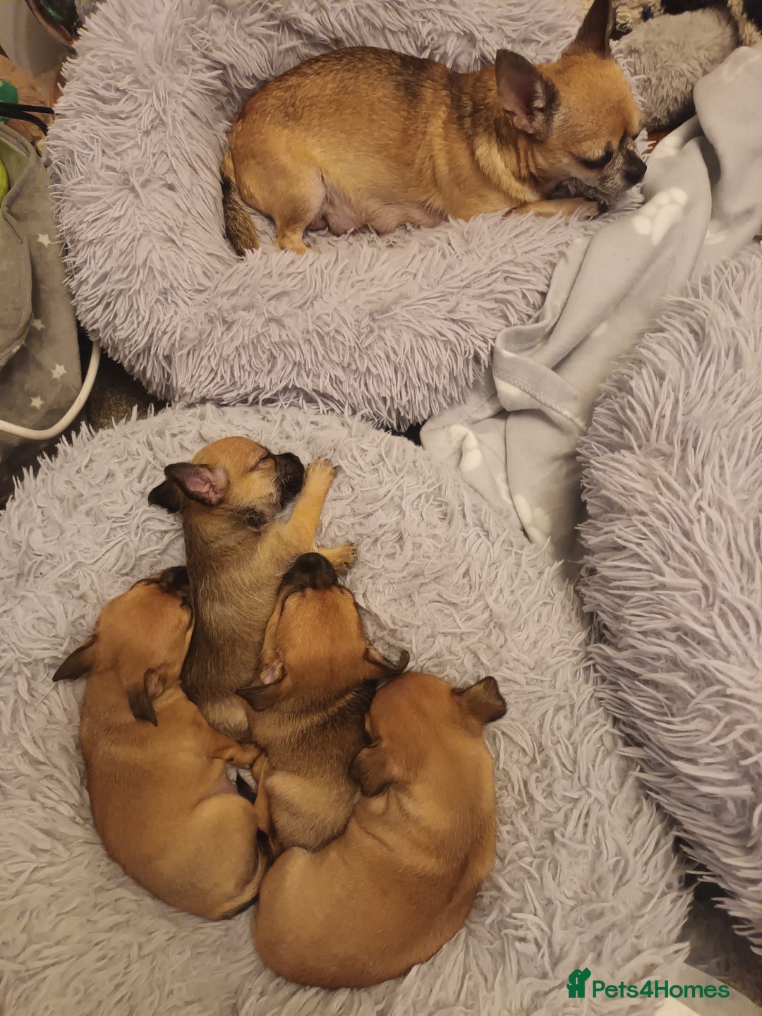 Chihuahua dogs for sale: Adorable 8 weeks old Chihuahua puppies  - Image 6