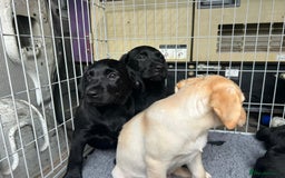 Labrador Retriever dogs for sale: Kc registered Labrador puppies  - Image 4