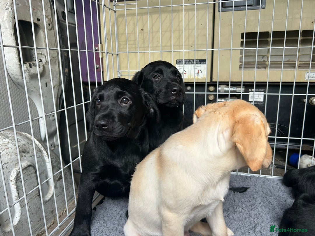 Labrador Retriever dogs for sale: Kc registered Labrador puppies  - Image 4