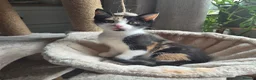 Mixed Breed cats for sale: Kittens for sale in Northwich - Advert 3