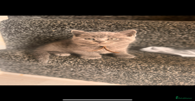 British Shorthair cats - Advert 15
