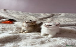 British Shorthair cats for sale: Quality British Shorthair kittens  - Image 3