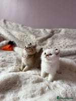 British Shorthair cats - Advert 6