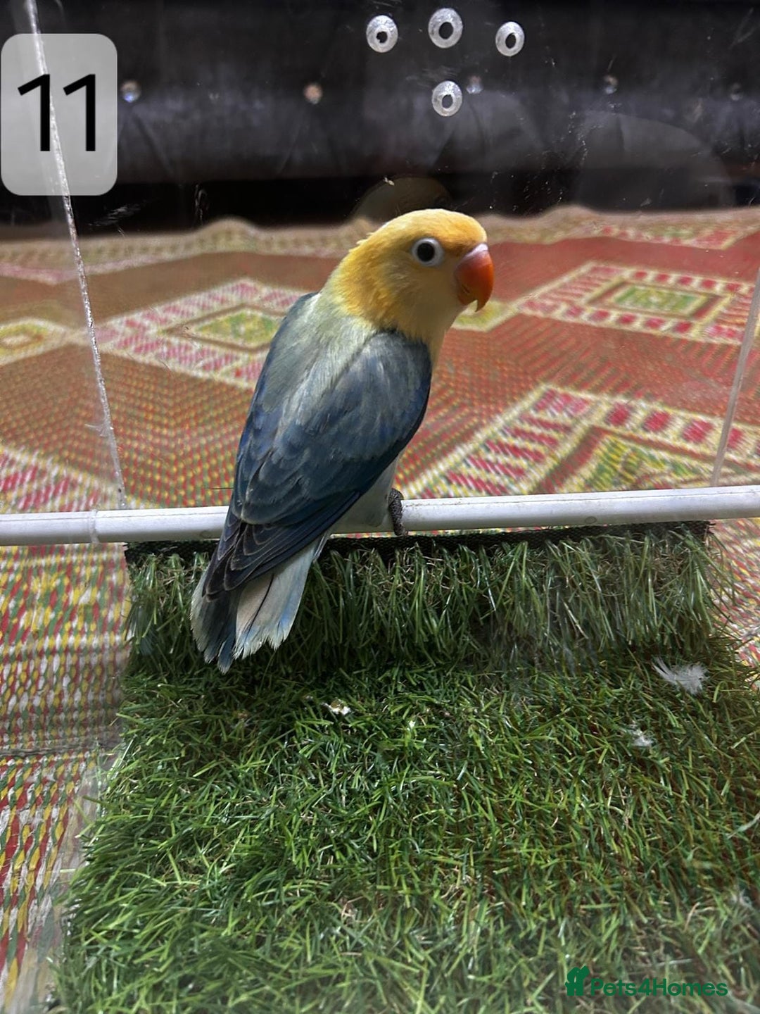 Lovebirds birds for sale: Beautiful Mutation fisher Lovebirds in Birmingham  - Advert 11