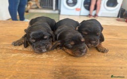 Cocker Spaniel dogs for sale: Show quality pups available  - Image 4