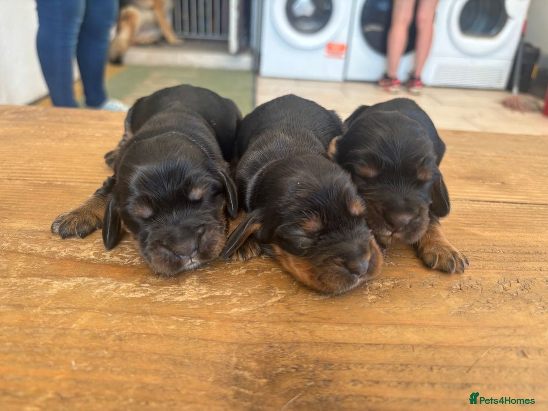 Cocker Spaniel dogs for sale: Show quality pups available  - Image 4